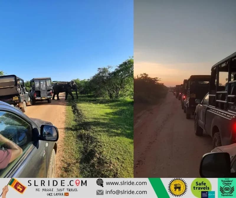 Wild elephant crossing the road during a Yala safari jeep tour