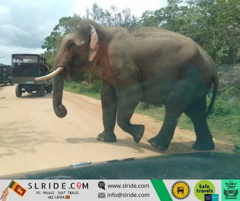 Wild tusker elephant up close on a Yala National Park safari