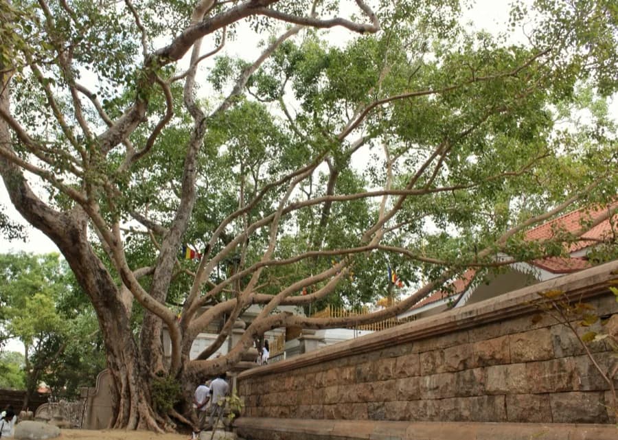 Sri Maha Bodhi Sacred Tree
