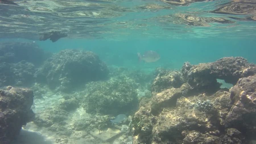 Coral Reef Snorkeling