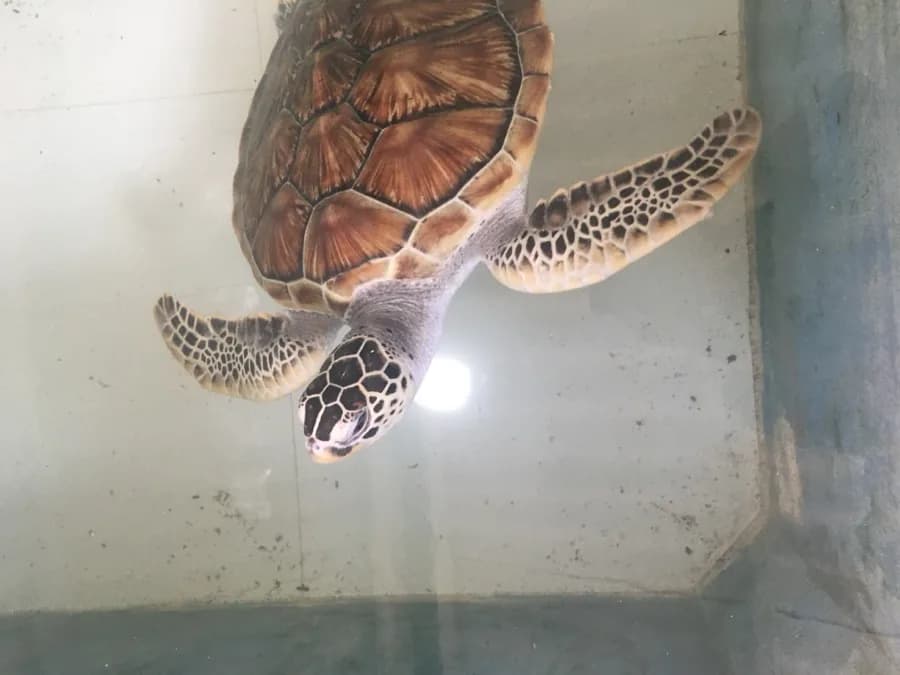 Kosgoda Sea Turtle Hatchery